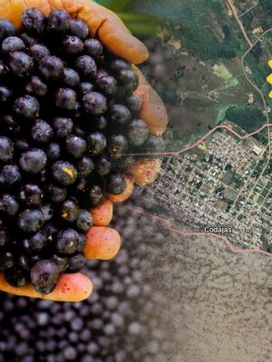 Como resultado do trabalho articulado entre a Suframa e diversos órgãos parceiros no âmbito do Fórum Origens Amazonas, mais um produto da Amazônia Ocidental – o açaí do município de Codajás (AM) – passa a ter diferencial competitivo devido ao registro pelo Instituto Nacional da Propriedade Industrial (INPI) como “Indicação Geográfica”, na modalidade Indicação de Procedência.