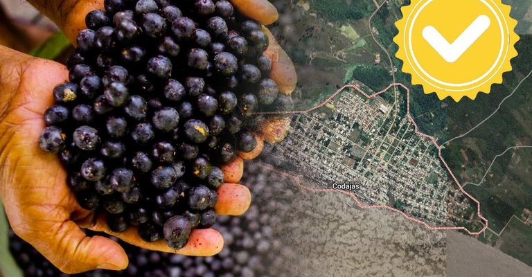 Como resultado do trabalho articulado entre a Suframa e diversos órgãos parceiros no âmbito do Fórum Origens Amazonas, mais um produto da Amazônia Ocidental – o açaí do município de Codajás (AM) – passa a ter diferencial competitivo devido ao registro pelo Instituto Nacional da Propriedade Industrial (INPI) como “Indicação Geográfica”, na modalidade Indicação de Procedência.