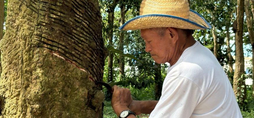 A Agência de Desenvolvimento Sustentável do Amazonas (ADS) informa que o prazo para envio dos documentos para o credenciamento na Subvenção Econômica da Borracha foi prorrogado, até o dia 9 de julho deste ano. Para este edital, o órgão irá fazer o repasse financeiro referente às safras 2024/2025.