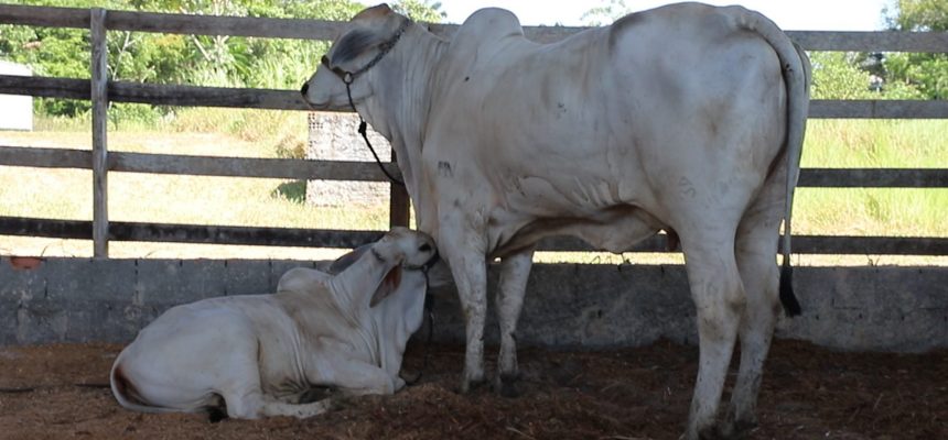 A Agência de Defesa Agropecuária e Florestal do Estado do Amazonas (Adaf) anunciou que os produtores rurais têm até o dia 15 de dezembro para realizar a atualização cadastral dos animais existentes em suas propriedades. O processo começa em 1º de novembro e pode ser feito presencialmente nos escritórios da Adaf ou de forma remota, pelo WhatsApp (92) 99238-5568, durante os dias úteis. A atualização é obrigatória para todos os criadores e faz parte das medidas de controle e rastreabilidade animal após a suspensão da vacinação contra a febre aftosa. A exigência atende a orientações do Ministério da Agricultura e Pecuária (Mapa), com o objetivo de manter o status sanitário do Amazonas como livre de febre aftosa sem vacinação. Para efetuar o procedimento, o produtor deve preencher e enviar à Adaf a ficha de notificação com as informações atualizadas de seu rebanho. Devem ser declaradas todas as espécies criadas nas propriedades, incluindo bovinos, bubalinos, equinos, suínos, caprinos, ovinos, aves, peixes e abelhas. O não cumprimento da atualização cadastral poderá resultar em bloqueio da ficha de movimentação — documento que reúne os registros de Guia de Trânsito Animal (GTA) e demais declarações relacionadas à propriedade. Além disso, o produtor pode receber multa tanto por animal não cadastrado quanto por propriedade irregular. Segundo a Adaf, o controle cadastral é uma das principais ferramentas de vigilância sanitária utilizadas para monitorar o deslocamento e o manejo de animais, reduzindo riscos de disseminação de doenças e permitindo uma resposta mais rápida em casos de suspeita de surtos. A febre aftosa é uma doença viral altamente contagiosa que afeta animais de casco fendido, como bois e búfalos, e pode causar grandes prejuízos econômicos ao setor agropecuário, incluindo perda de produção, sacrifício de rebanhos e interdição de propriedades. Os produtores podem buscar mais informações e suporte sobre o processo de atualização cadastral diretamente nos escritórios locais da Adaf ou por meio dos canais digitais de atendimento da agência. Com informações da Assessoria* Por Victoria Medeiros, da Redação Foto: Divulgação/Adaf